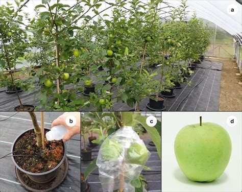 Iodine Uptake And Translocation In Apple Trees Grown Under Protected