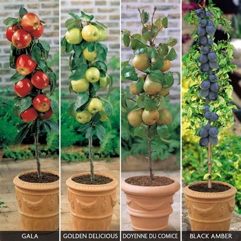 Patio Fruit Tree Collection Apple Trees And Pear Trees Van Meuwen