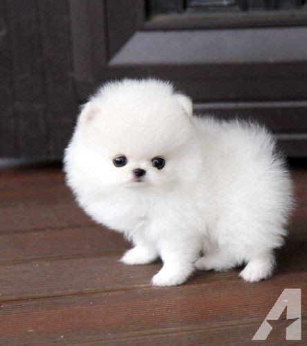 Dog pomeranian dog breed information pets world teacup pomeranian puppies delhi free classified ads in india get healthy and ethically bred pomeranian puppies for sale buy conversation concepts pomeranian dog figurine black online at pomeranian dog price and facts youtube. Pin by Mr n Mrs Pet on dog | Pomeranian puppy teacup, Pomeranian puppy, Pomeranian puppy for sale