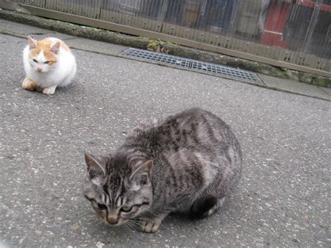 Stray Stray Cats Of Japan