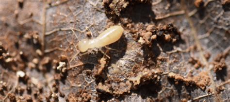 What Eats Termites Controlling An Infestation Abc Blog