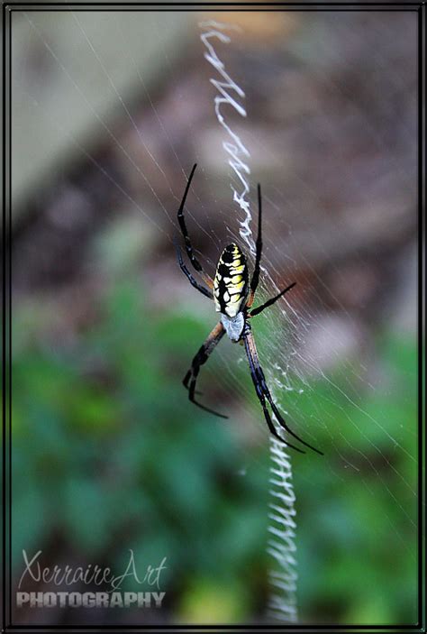 South carolina snakes also includes three subspeices of the basic eastern rat snake (elaphe obsoleta). Writing Spider | Barb's Blog