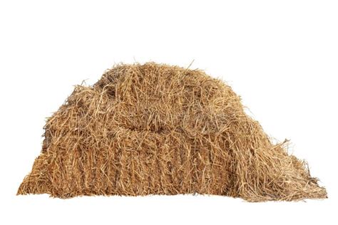 Pile Of Hay Isolated On White Background Stock Photo Image Of Mammal