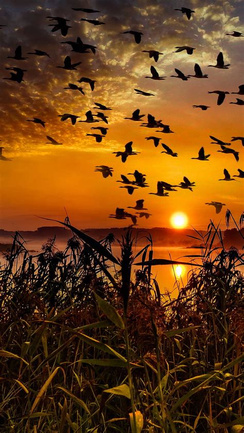 1920x1080px 1080p Free Download Flock Of Birds Flock Of Birds