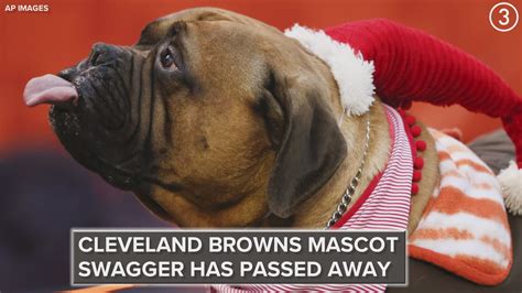 Swagger The Browns Beloved Bullmastiff Mascot Has Passed Away