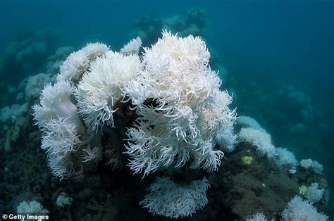 Corals Across The Great Barrier Reef Could Be Hit By Mass Bleaching For