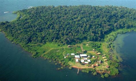 Ngamba Island Chimpanzee Sanctuary Acacia Safaris Uganda