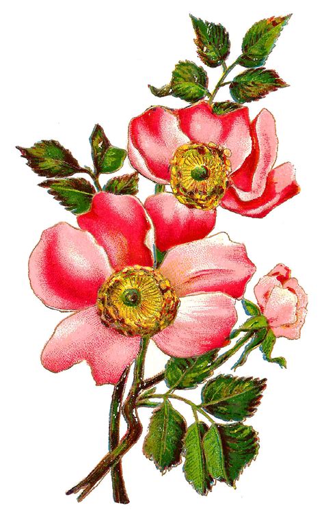 See more ideas about vintage flowers, vintage printables, decoupage paper. Antique Images: Flower Botanical Art Free Digital Image ...