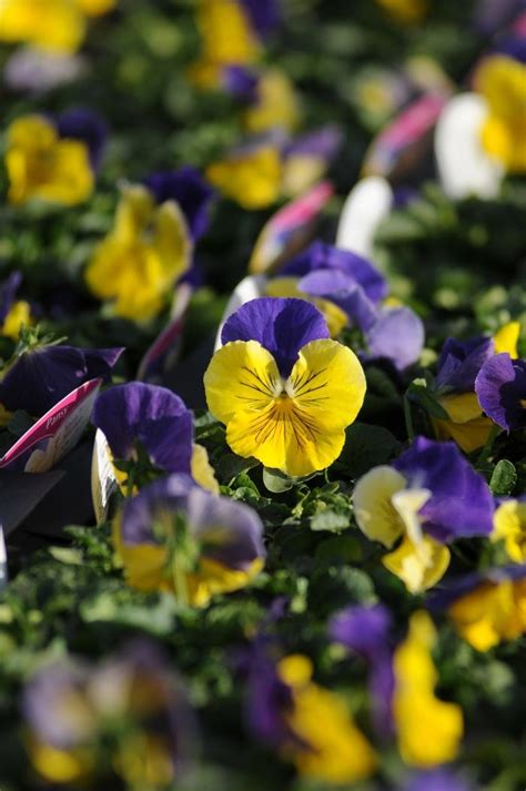 Viola X Wittrockiana Morpheus Pansy From George Didden Greenhouses Inc