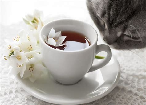 Free Download Tea For Joannes Kitty Good Morning Kitty Adorable