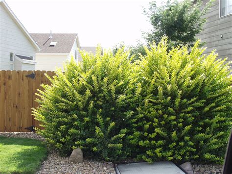 We did not find results for: Privet, Golden Vicary - TheTreeFarm.com