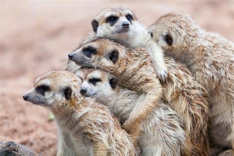 Premium Photo Group Hug Meerkat Standing On A Rainy Day Because Of Cold