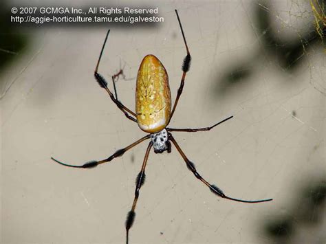 Beneficial Spiders In The Landscape 49 Banana Spider Nephila Clavipes
