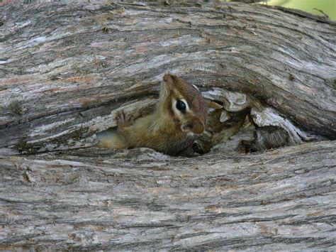 Chipmunk Peeking Out Of Hole In Tree Smithsonian Photo Contest