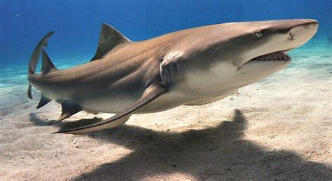 Lemon Sharks Facts Fun Facts You Need To Know