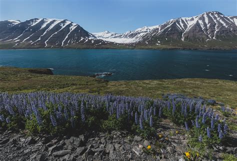 Wallpaper Flowers Sea Mountain Nature Water Landscape Iceland