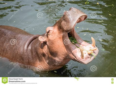 Hipopótamo Que Muestra La Boca Y Los Dientes Imagen De Archivo Imagen