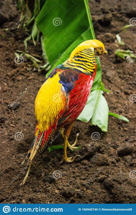 Flightless Bird Brightly Colored From South America Feeding Process