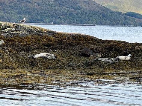 Seal Island Cruise Tour - Fort William, United Kingdom - TourMega