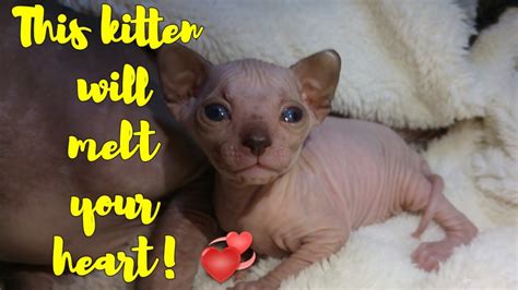 Sphynx Kitten Will Melt Your Heart 💞 21 Day After Birth Too Cute