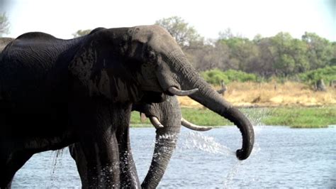 Elephant Squirting Stock Videos And Royalty Free Footage Istock