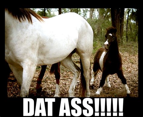 Funny Horse Memes The Best Funny Horse Memes