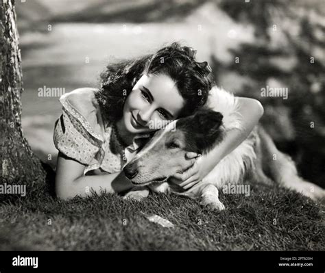 Courage Of Lassie Publicity Photo 1946 14 Year Old Elizabeth Taylor