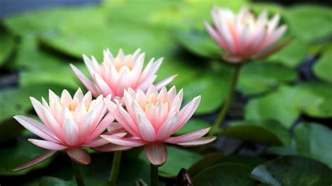 Water Lily Images Water Lilies Are The Gorgeous Aquatic Blooms Anyone