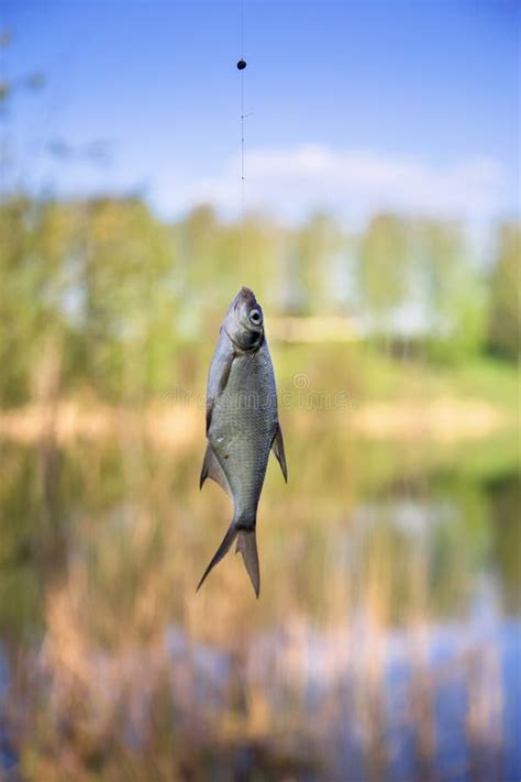 Fishing Rod On The River In Summer On Nature Stock Image Image Of