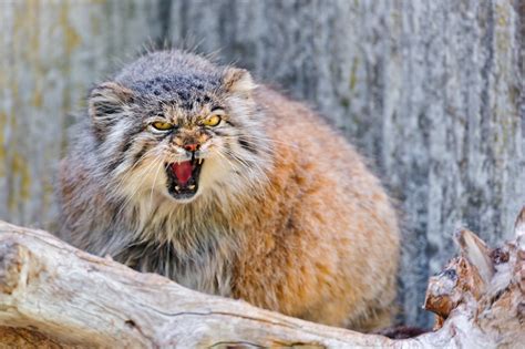 Angry Pallas Cat Female Pallass Cat Small Wild Cats Cat Breeds