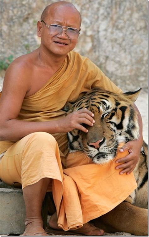 Thailand Tiger Sanctuary Hugging A Tiger On The Bucket List Right