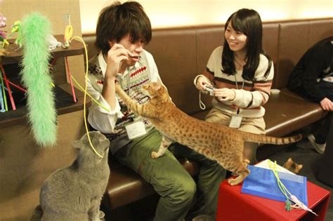 By now, cat cafes have slowly begun springing up all over the world—from helsinki to new york. Visiting a Tokyo Cat Café (via @Corinne Vail ) | Cat cafe ...