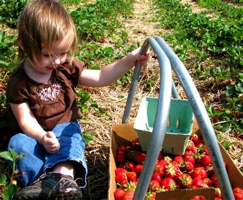 Where To Find Pick Your Own Strawberry Farms in South Jersey - Things ...