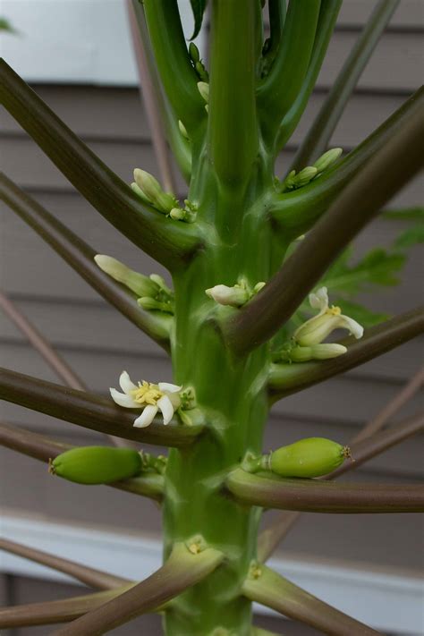 Solo Papaya Flower Help Tropical Looking Plants Other Than