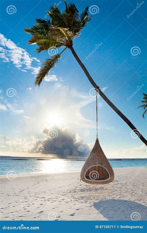 Tropical Maldives Beach With Palm And Swing Stock Image Image Of