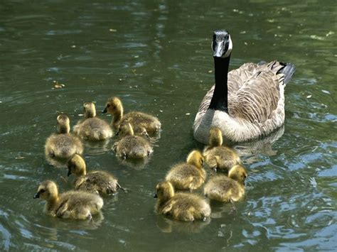 Canada Goose National Geographic Baby Animals Funny Baby Animals