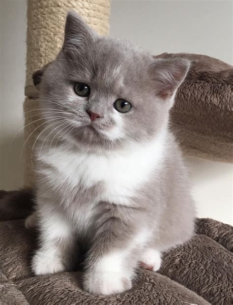 Britse Korthaar Kitten Mr Ollie Van Rirori Bicolor Lilac Wit