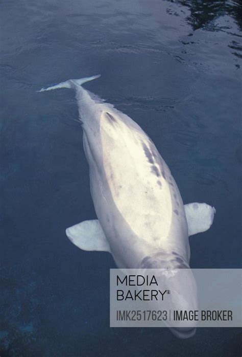 Mediabakery Photo By Image Broker Beluga Beluga Whale