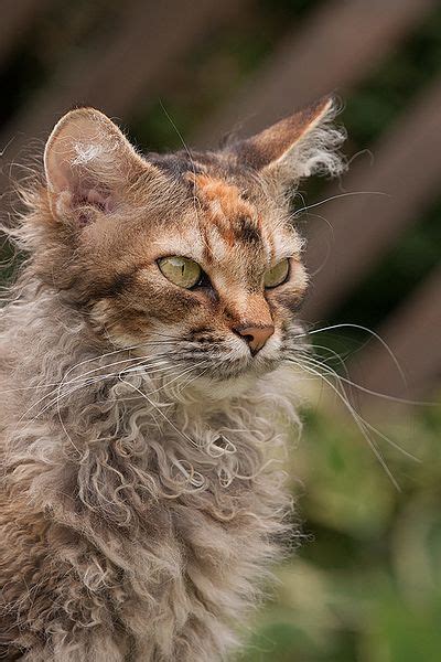 cat breeds  ear tufts  pictures excited cats