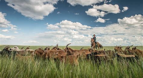 Herder Communities In Mongolia The Nature Conservancy