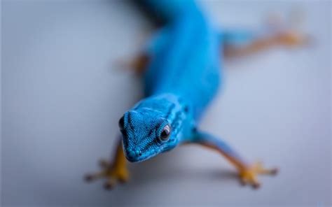 Blue Lizard Wallpapers Animals And Birds Hd Desktop