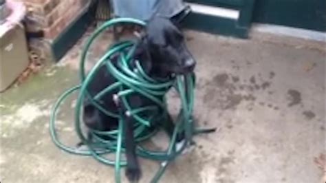 Dog Gets Tangled Up In Trouble Furry And Funny Animal Videos Arcamax