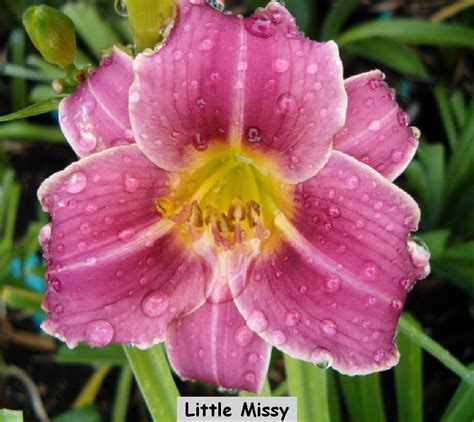 On nov 2, 2003, carolann from auburn, nh wrote: Named Daylilies Miniature and Double Flower Types