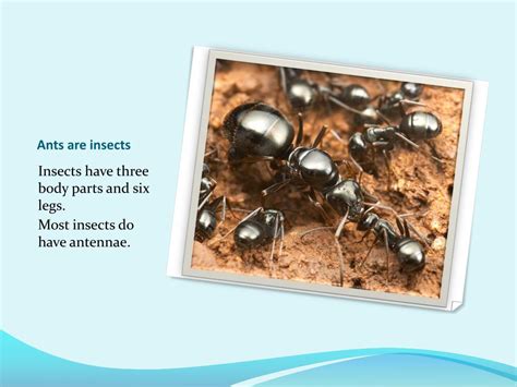 Ppt Spiders And Insects Powerpoint Presentation Free Download Id