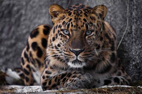 Amur Leopard Tierfakten Panthera Pardus Orientalis Home Healthcare