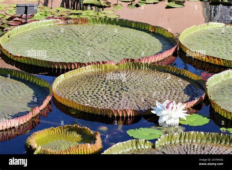 Giant Round Lily Pads At The International Water Lily Garden In San
