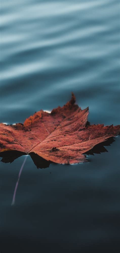 1080x2280 Orange Autumn Leaf Floating On Water One Plus 6huawei P20