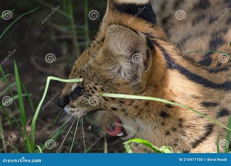 Serval Cat Yawning Resting In It S Enclosure Stock Photo Image Of