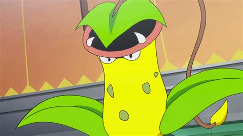 How To Evolve Weepinbell Into Victreebel In Pokémon Scarlet And Violet