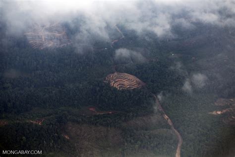 Deforestation In Borneo Sabahaerial0147